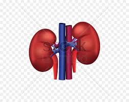 kidney4
